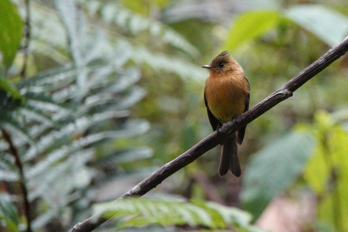 ELBF2010's tweet photo. 3rd April 2026 - Day 14 - Costa Rica for Bird's Wildlife &amp; Nature Tours 
https://t.co/pxEsXnUwrH
A full day exploring the Savegre valley with American Dippers here at last and host of other wonderful wildlife. #BirdsSeenIn2026 https://t.co/2cwc6VWOT4