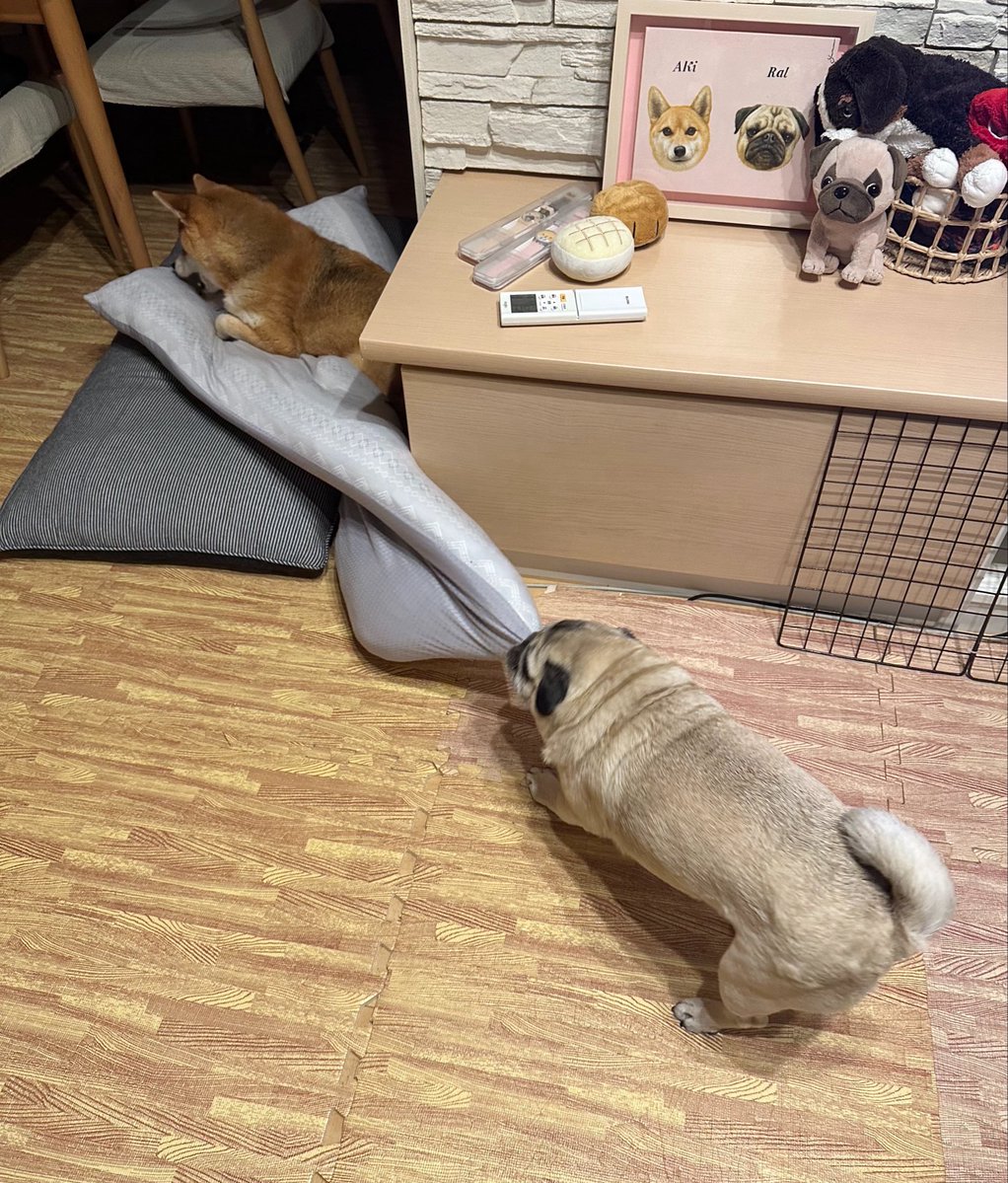 ral_aki's tweet photo. それは無理じゃないかな？ https://t.co/t5uKGt8W1w
