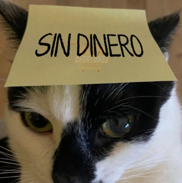 SomosLank's tweet photo. El presupuesto de julio vs

la actitud con la que entré al super sin lista. https://t.co/BppRMzEx1G