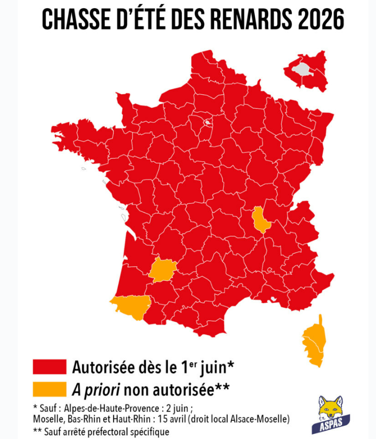 RurauxC's tweet photo. Depuis le 1er juin, la #chasse aux renards - et souvent aussi aux sangliers et chevreuils - est autorisée dans quasiment tous les départements.

Une balle dans le pied de la "destination France" et de notre tourisme.
https://t.co/0ckFpMZTxj https://t.co/DsuAlRobWc