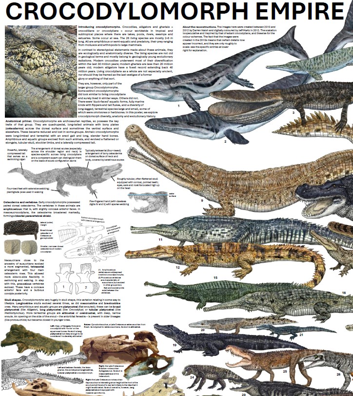 TetZoo's tweet photo. New at Tetrapod Zoology: Crocodylomorph Empire 2026 https://t.co/2kDoeeAH7N https://t.co/GjiMbMoOEb