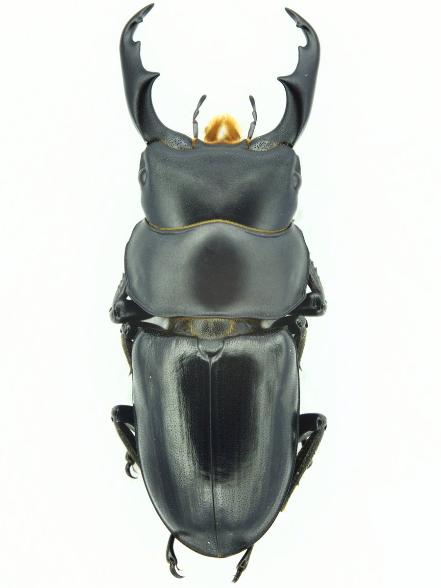 meinsects's tweet photo. Dorcus gongshanus
Yunnan, Nujiang https://t.co/1aWTCvXhuU