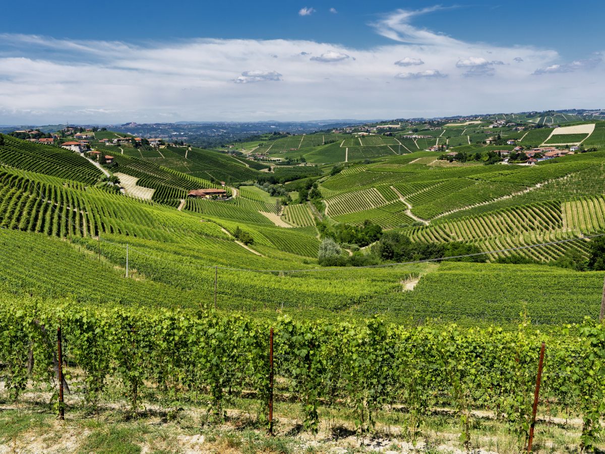 WineNewsIt's tweet photo. #DistrettiAgroalimentari #italiani, cresce l’#export. Il #vino “flette”, ma resta leader. I #Dolci di #Alba e #Cuneo, i #Vini di #Langhe, #Roero e #Monferrato e l’#Alimentare di #Parma al top. Così il #Monitor2025 by @intesasanpaolo, https://t.co/M6UyKBY7Nw https://t.co/lbr8OTVE5b