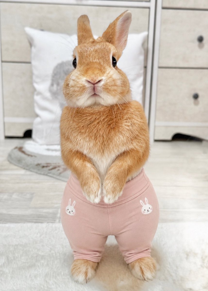 usako0914ran's tweet photo. 流行りの  #ヨガパンツ シェリたん🐰
かわいい🤣💕︎💕︎ https://t.co/ZZaJC9TiIR