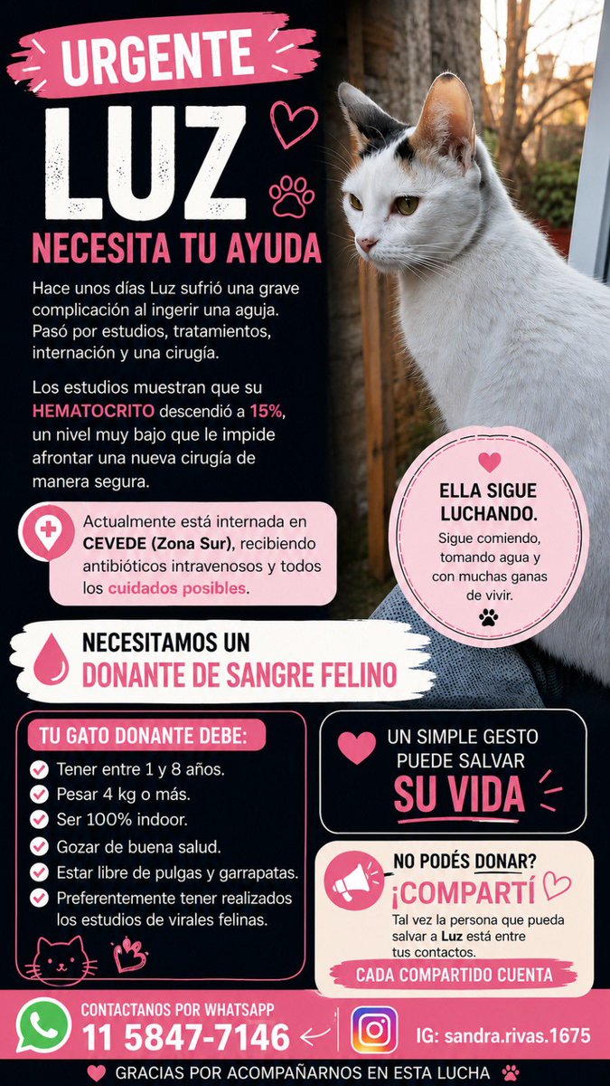 AndreaAlvarezAA's tweet photo. Se busca donante de sangre felino ( es para la gata de una amiga)
Gracias! https://t.co/bxaJP891Og