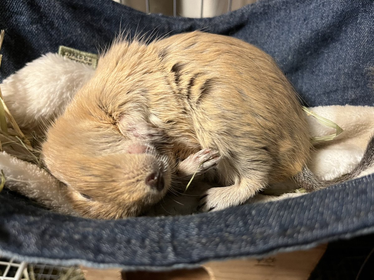 youkylovesdegu's tweet photo. テリィのNEZOOH #デグー　　#アンデスの歌うネズミ #degu #octodon #smallanimal #ドリィとテリィ https://t.co/8Mmt1gwu28