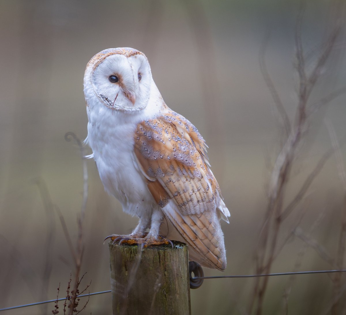 sjoneswildlife's tweet photo. I've purposefully stayed away from the barn owl sites I've been watching for numerous years, I had a walk round yesterday and all 3 sites look fit and well x https://t.co/uI7wIIcITT