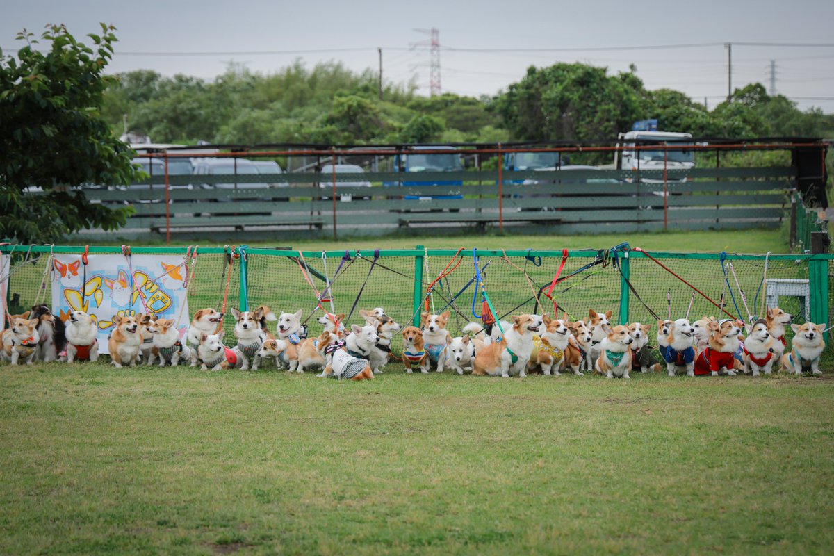 okoge_cogi's tweet photo. 集合写真に馴染めないニッキ
#コーギー #国際コーギーデー #InternationalCorgiDay https://t.co/sLAQufJNhz