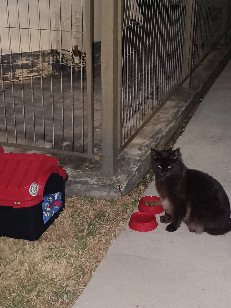 umadaniela's tweet photo. Apareceu uma gata no meu condomínio e ela é extremamente carinhosa... 4 dias já dessa situação, ela embaixos dos carros, aí ontem resolvi fazer ela de "comunitária" 
Obviamente sei que não é o correto, mas até encontrar um LT ou adoção é melhor que deixar ela no relento! https://t.co/EpGwTyolyZ