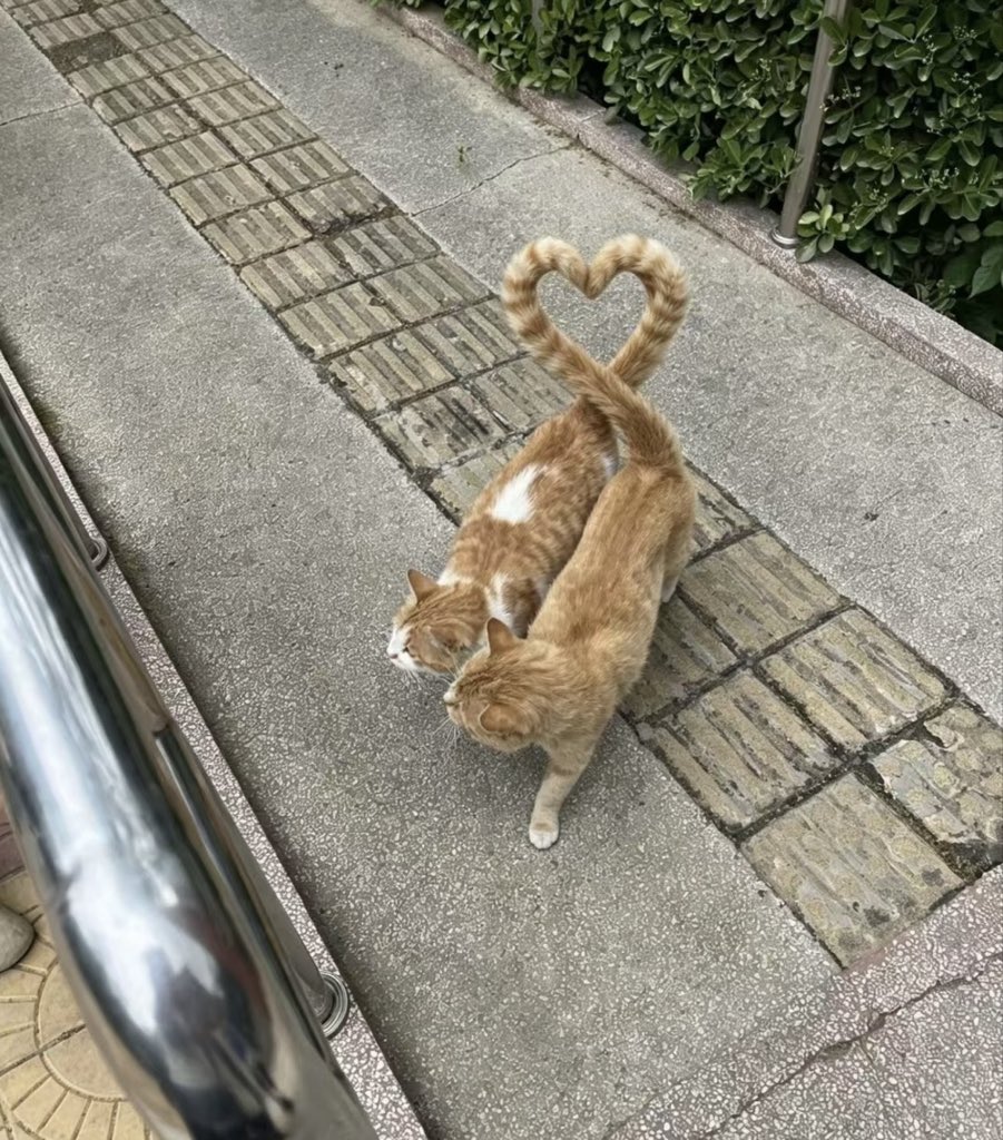 Gloria1746914's tweet photo. Dos gatitos naranjas forman un corazón con sus colas 🧡, un detalle precioso que demuestra el amor en los pequeños detalles de la calle. No hay nada más tierno que este instante espontáneo entre ellos, la naturaleza nos regala ternura en cada rincón.

#Gatos #MascotasTiernas https://t.co/BXvzMCUXEJ