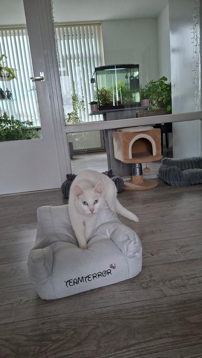 daantje_020's tweet photo. Omdat ze nog niks hadden🙄nog een zitzak voor ze besteld, leuk naampje erop geborduurd en heel toepasselijk dat terror henkie hem gelijk inneemt🙈🫣😬
#cats #teamterror #catsofx https://t.co/E6jaTnPpCn