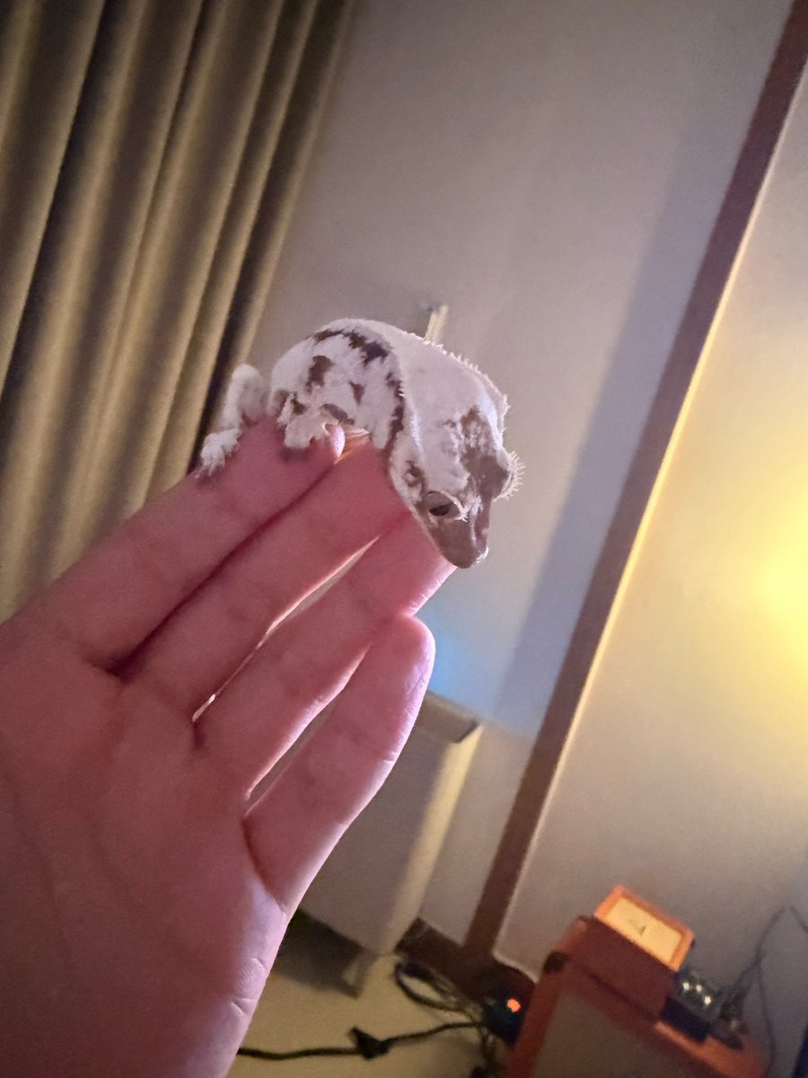 ldoolsetney's tweet photo. HAN JISUNG AKU JG PUNYA GACKO… cowo tw gacko nya mw dijodohin ga? 😅 https://t.co/Y1EwCKUi3T