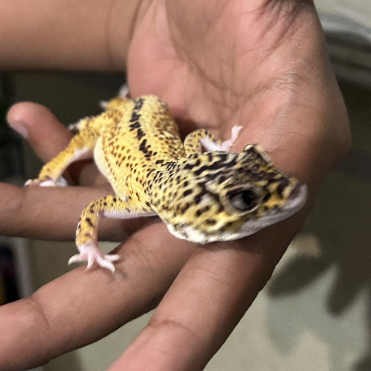 ldoolsetney's tweet photo. HAN JISUNG AKU JG PUNYA GACKO… cowo tw gacko nya mw dijodohin ga? 😅 https://t.co/Y1EwCKUi3T