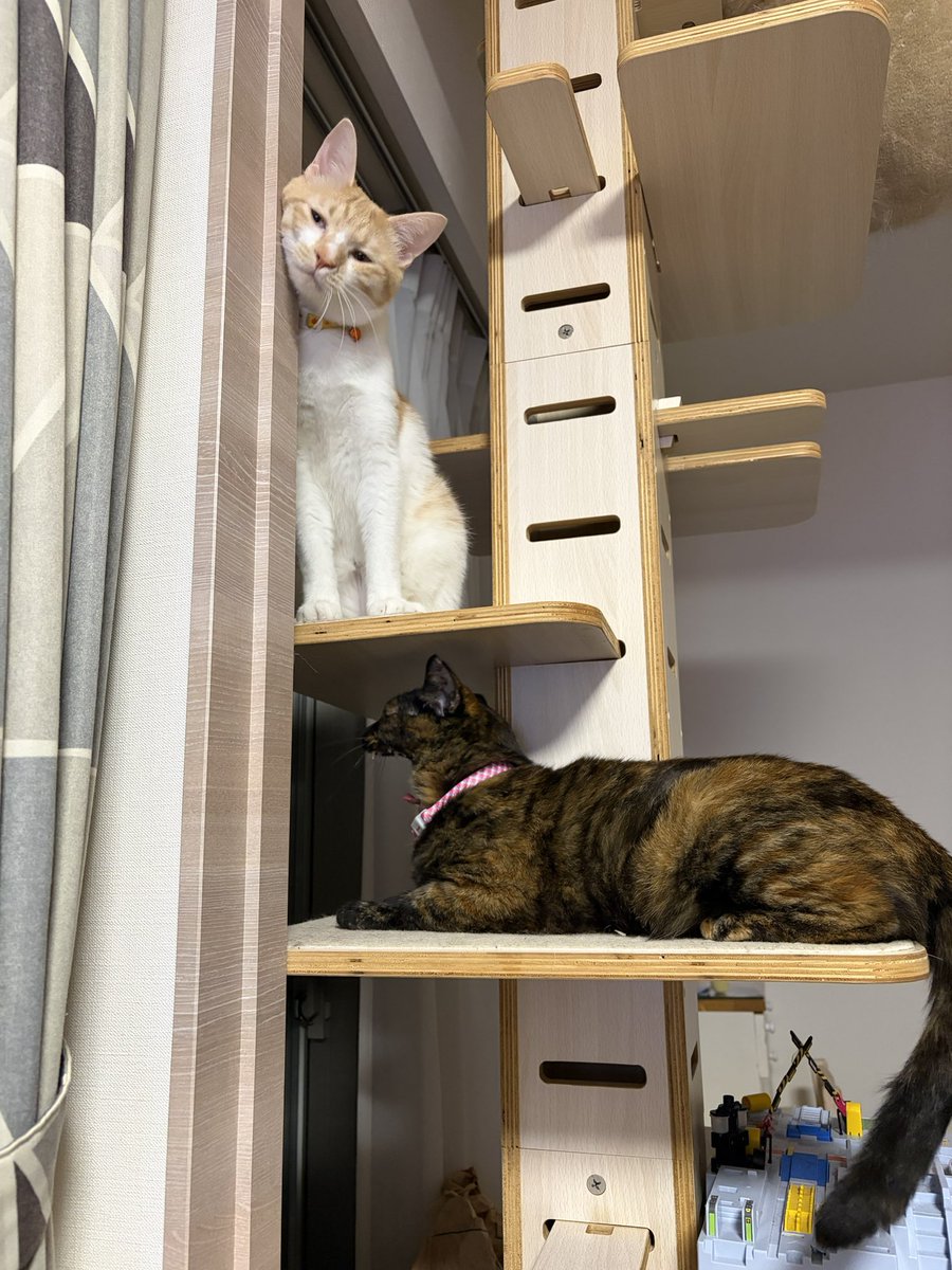 penta616hexus's tweet photo. 暑くなってきたらキャットタワーにいることが増えたね🌞2枚目ポッケちゃんは柱に顔スリスリしてなんとも言えない顔してるし、ジジちゃんは思いっきりあくびしてて良い🙆🏻‍♀️ https://t.co/3dZssSU46w