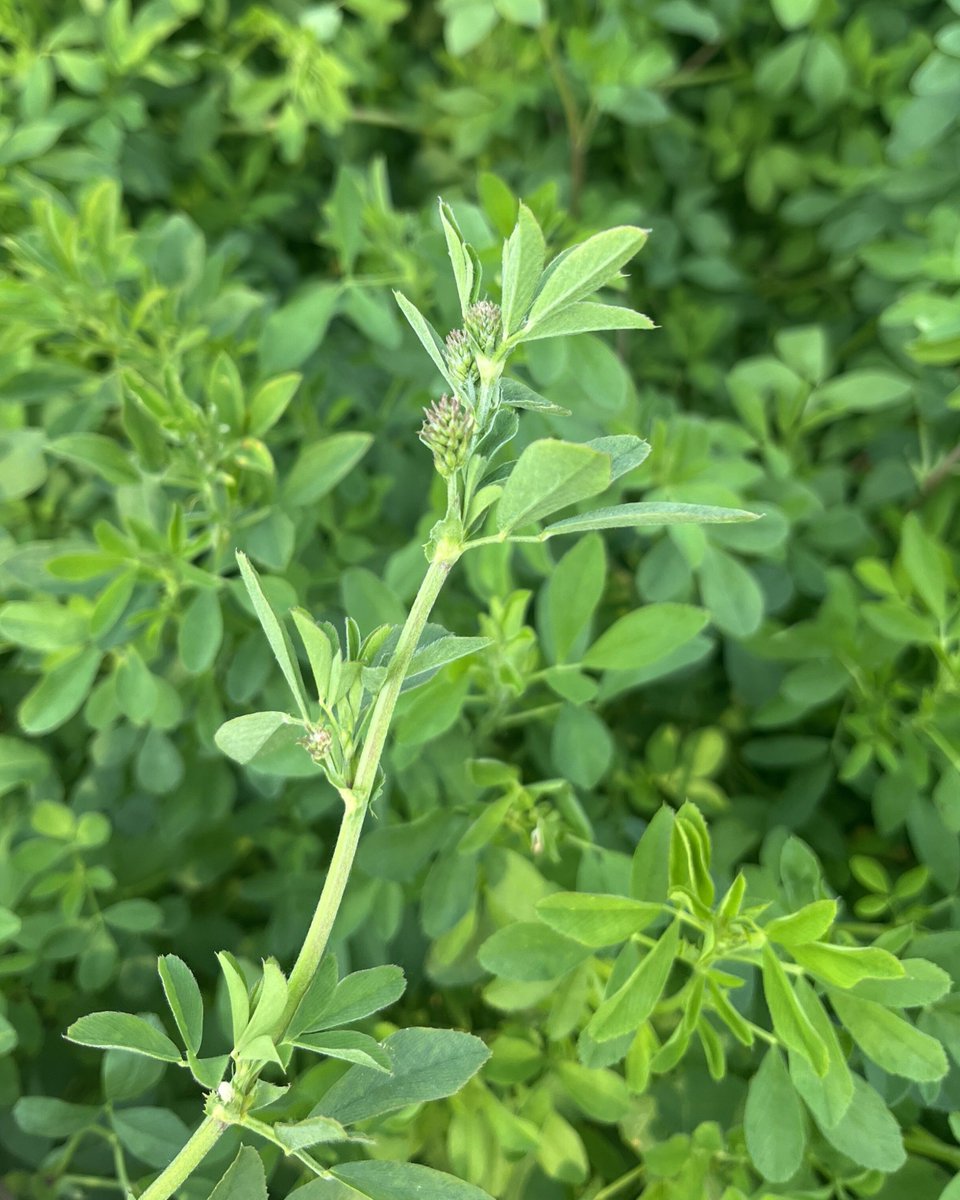 DLFCAN's tweet photo. Every day counts as alfalfa approaches maturity. 🌸 Harvest before flowering to maximize yield and forage quality. #Alfalfa #HaySeason #Forage https://t.co/MnKdPVlyNd