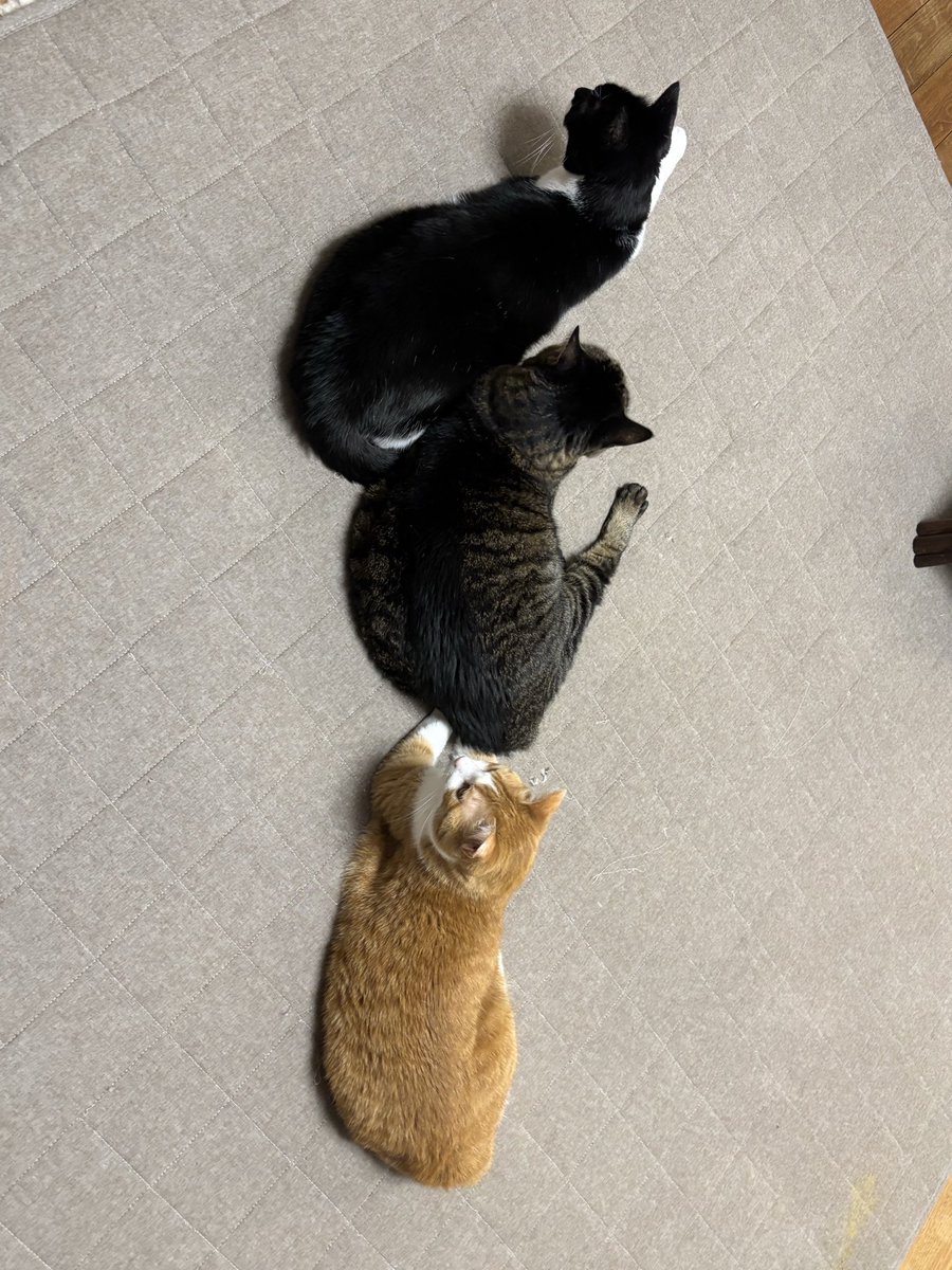 YasuhikoFK's tweet photo. 飼い猫直列 https://t.co/4n1ugmCt0v