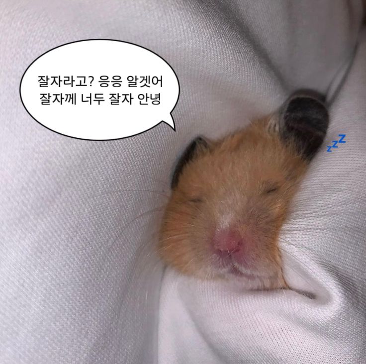 부엉잉 tweet media