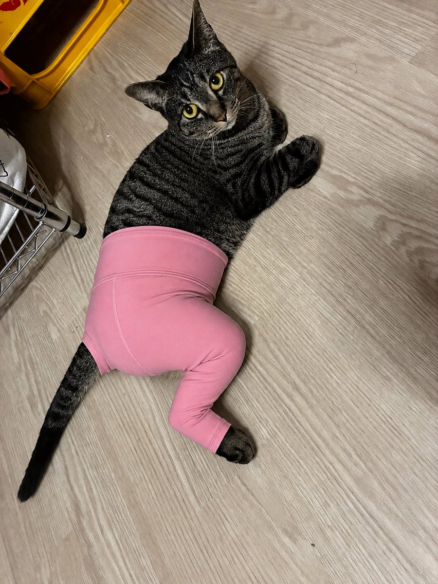 CAT16007016's tweet photo. 女の子だからピンク履かせてみた https://t.co/LbvQ7Iza6E