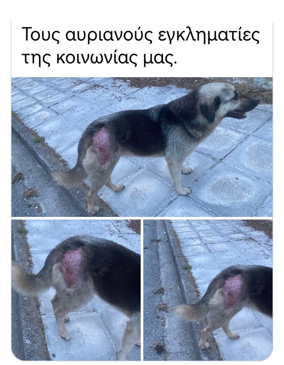Christinalirou2's tweet photo. ‼️🆘‼️🆘‼️🆘‼️
Δράμα ‼️‼️‼️‼️
Του έβαλαν φωτιά.
ΤΑ κτήνη δεν έχουν τελειωμο. Η βία των νέων παιδιών έχει πάει σε ανησυχητικό επίπεδο. Γονείς προσοχή ‼️‼️‼️‼️ https://t.co/q0iaTyQvkb