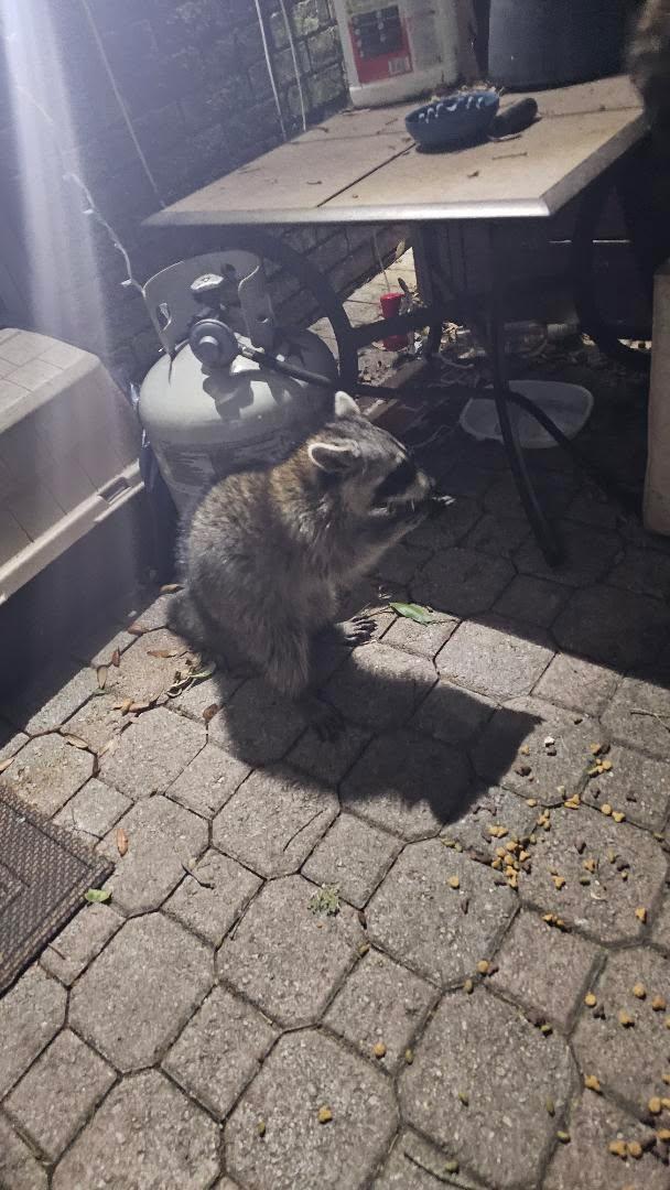 Pacosith's tweet photo. @RohlintheWretch This is the 3rd generation of my trash pandas raising kits in my yard. Too late! 😆 https://t.co/AjPe23Jjwt
