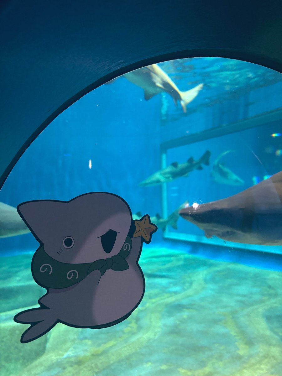 bandruming's tweet photo. #大洗アクアワールド水族館 ようやく来れました🦭🦈
館内随所にしっかり子ザメちゃんコラボしてくれてて、スタンプラリーもより一層楽しめました🏃‍♂️
特典のシールもめっかわ。

コラボメニューもグッズもかわいかった😭みんなでシロワニ乗ってるのが特に。
素晴らしい空間でした！

#おでかけ子ザメ https://t.co/Cl9cBY5Knf