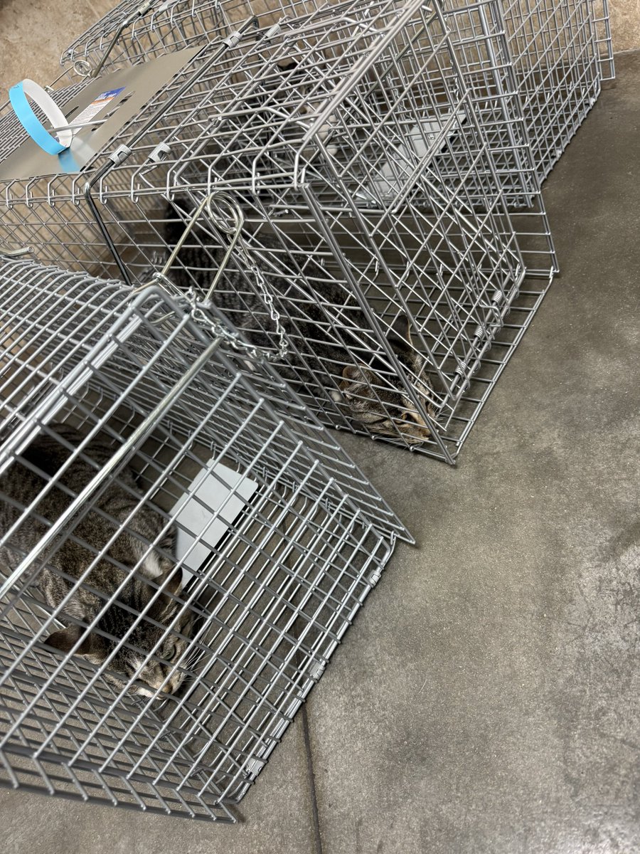 SkillCheckk's tweet photo. I don’t post my animals often but I’ve taken 3 of my babies to get fixed and get shots today. Mally and her boys Tai lung and PO! Mally was so well behaved, she usually tries to rip faces off but today she decided to play nice. I would be lying if I said I’m not scared for them😭 https://t.co/IWXm2ReLMu