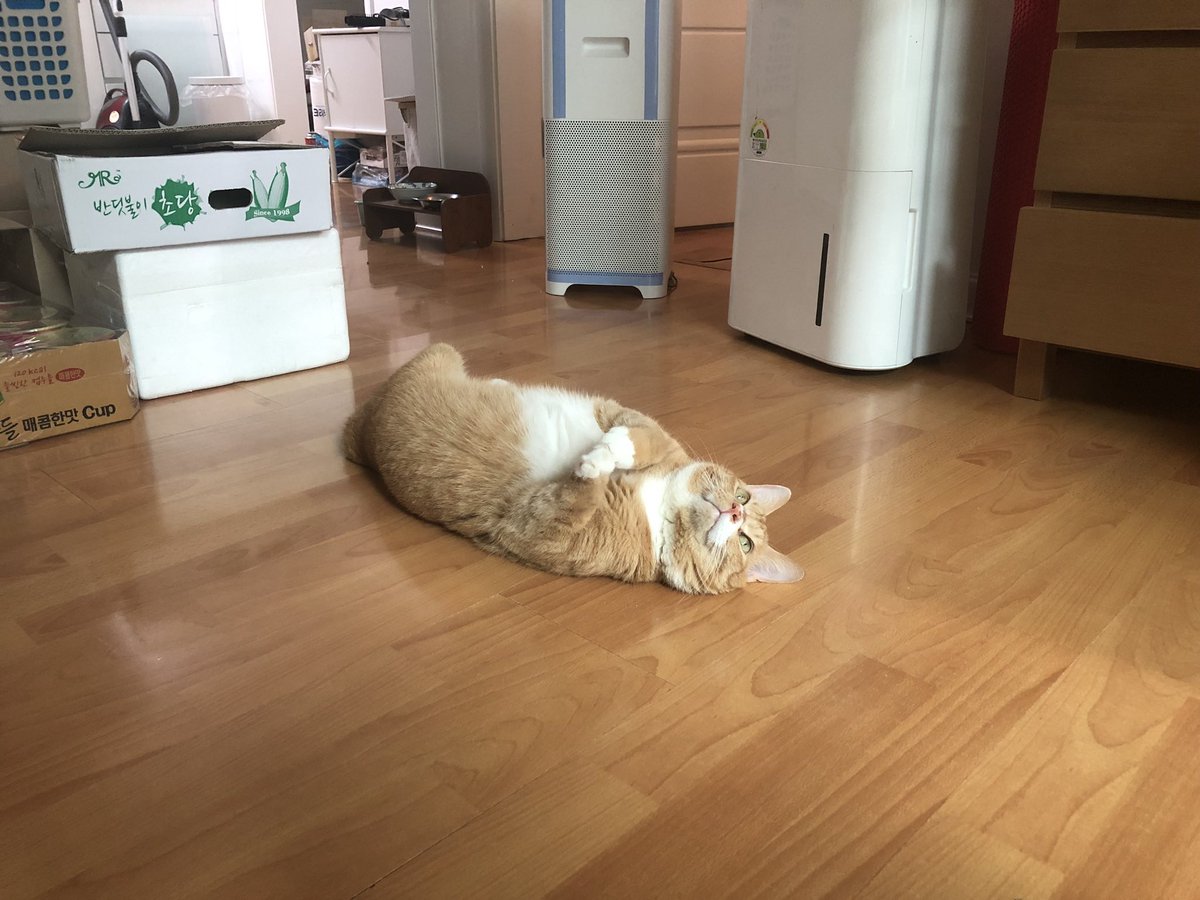 nabjacks's tweet photo. @KeepImperative 말리 예뻐해주셔서 감삼다(특별히 하트함에서 엄선한 사진이에요) https://t.co/4oCJ7VJhZY