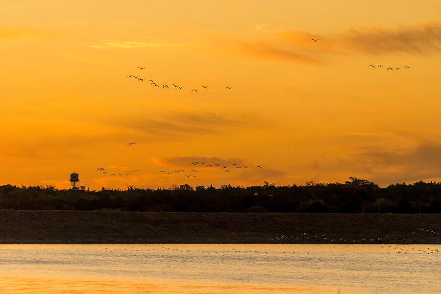 DebraMartz's tweet photo. As the morning continued to awaken, so did the birds. They were arriving from all levels; high in the sky, barely above the water, and just over the dam. 

https://t.co/CTi8oJMfMP

@debramartz #giftideas #lake #sunrise #sunset #Oklahoma #GreatSaltPlainsStatePark #birds https://t.co/R2bSc5gGc6