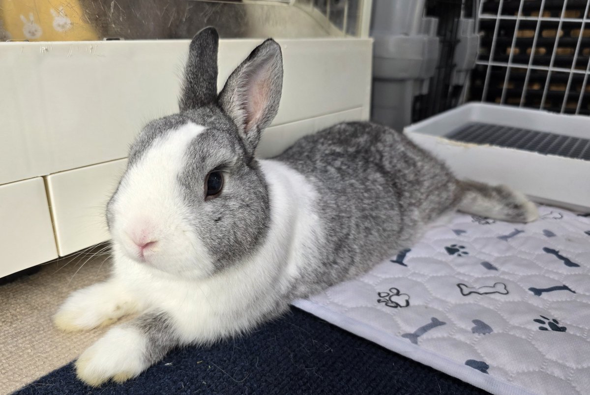 おやすみなさい🌃🐰🐰🐰🐰 #うさぎ
