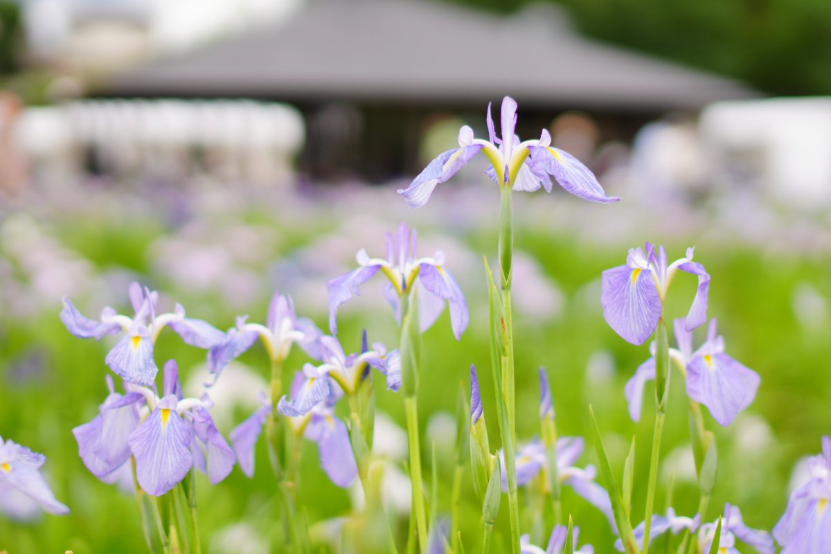 PHOTOKEIYA's tweet photo. 台風一過ながら曇り空
でも花撮りにはわるくないやわらかな光
#北山公園 #東村山菖蒲まつり 
#α6700 https://t.co/2EFXqqCVhR