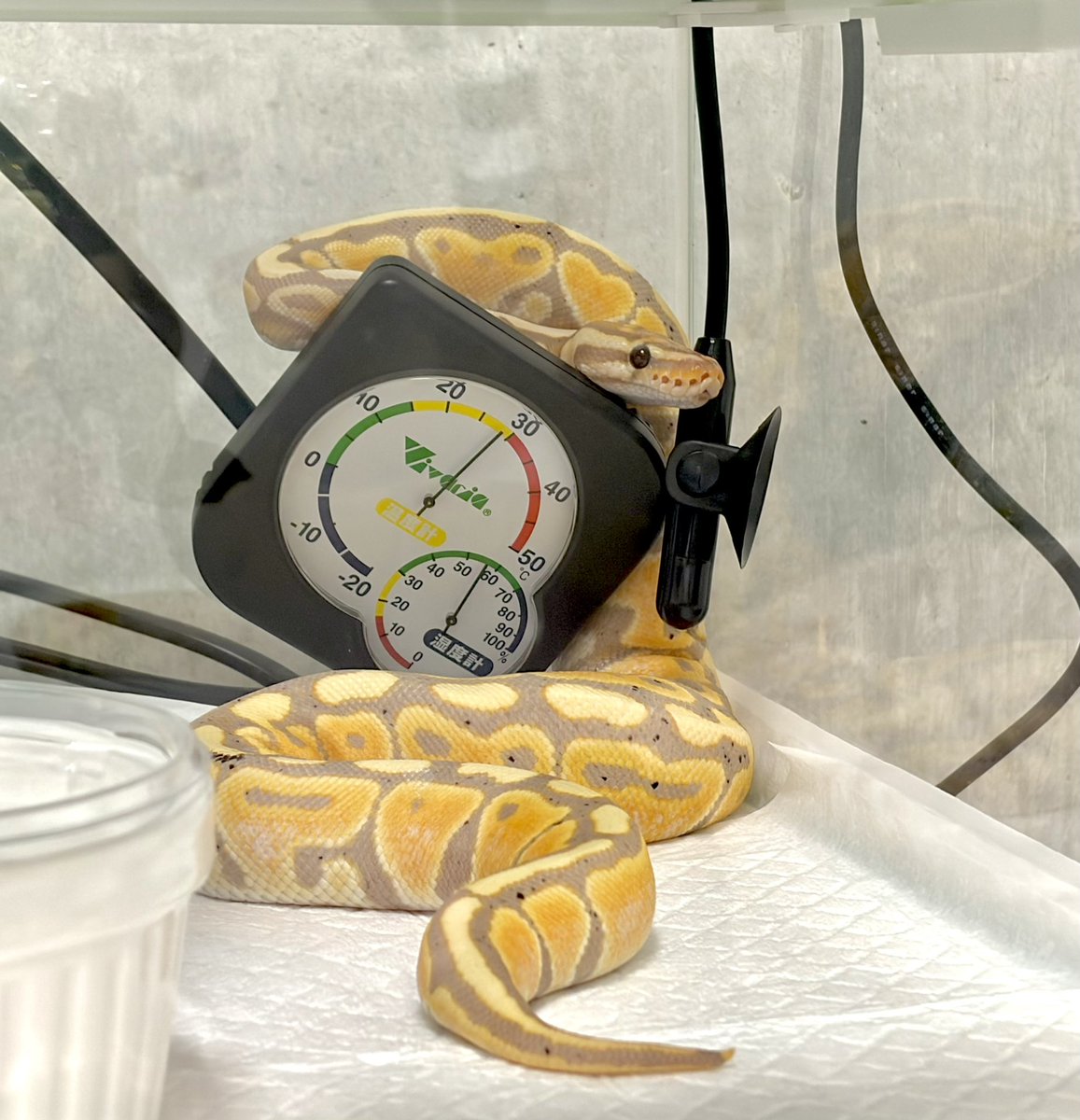 sakanakirakira4's tweet photo. 🌲🍡🐍
#ボールパイソン
#BallPython https://t.co/8VrqNRQjyW
