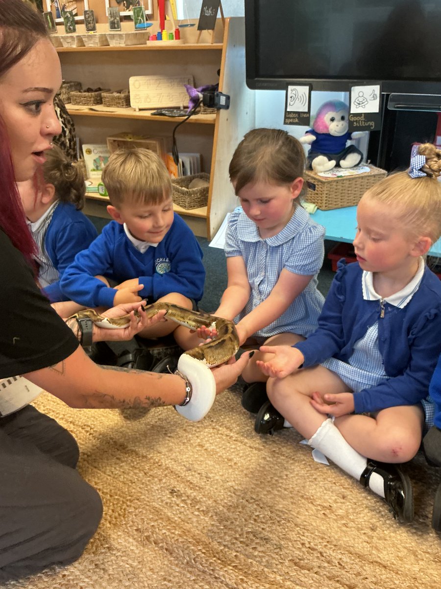 AuckleyNursery's tweet photo. The children had a brilliant afternoon with the help of #Zoolab and the amazing animals they brought in for the children to hold, touch or even wave to!
The children learnt many interesting facts about tree frogs, stick insects and snakes. https://t.co/XYWXNHoTPx