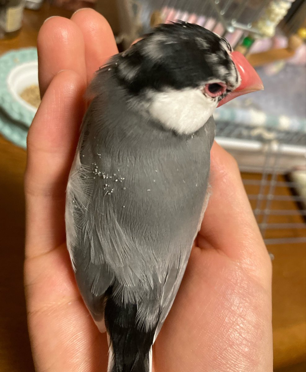 khk_218's tweet photo. 筆毛ほぐし6歳にして初めてさせてくれた😭後頭部の筆毛ほぐしたから背中に粉が https://t.co/tnzjNUgDuL