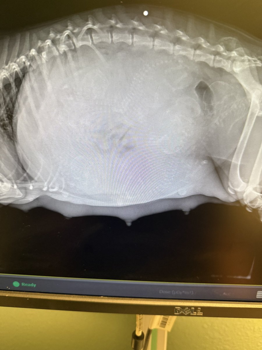 LolaPatolla's tweet photo. Last night was brutal.
We said yes to the in-labor for 18 hours owner surrender pup.
We authorized an emergency c-section.
Sadly, one puppy had passed away stuck in the birth canal and two others were gone already.
We grieve them. 🌈
We saved 4 puppies, all boys & momma.
We are calling her Daisy.
If vet intervention wasn’t received when it was, mama & her 4 puppies wouldn’t be alive today.
She’s not out of the woods, is heartworm positive and anemic.
She is ONE YEAR OLD.
She should’ve gotten help much sooner.
The young “owners” said they found her. She also had a pellet in her discovered during the surgery.
Tomorrow will be a $5 Friday for them.
If we don’t raise enough, our vet is giving us an extension to use auction funds in August. 🤍
https://t.co/NbijsRgzma