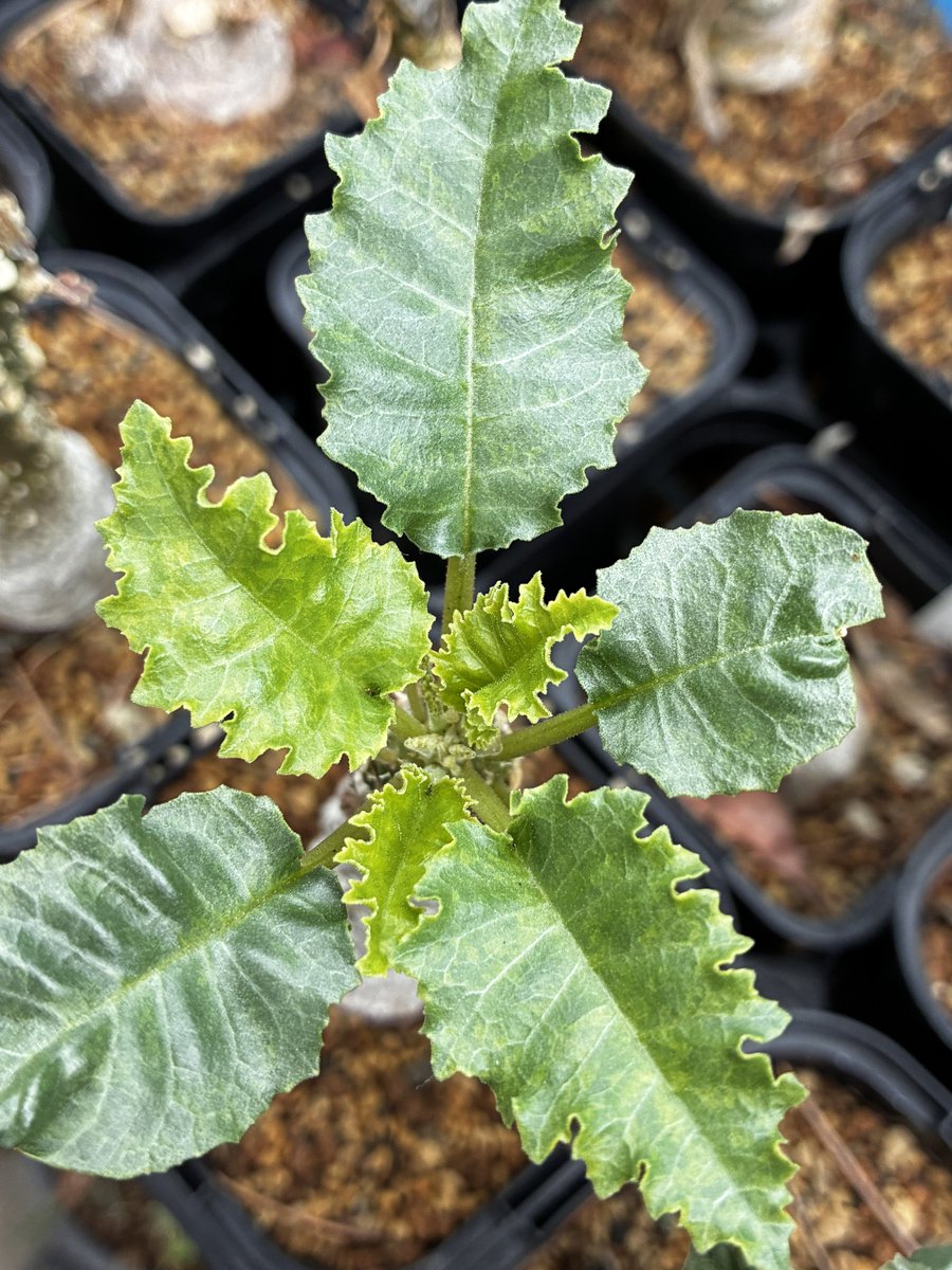 feelgreen55's tweet photo. いろんなドルスの葉っぱ🌿判別出来るかな？ https://t.co/prlrQVhgQa