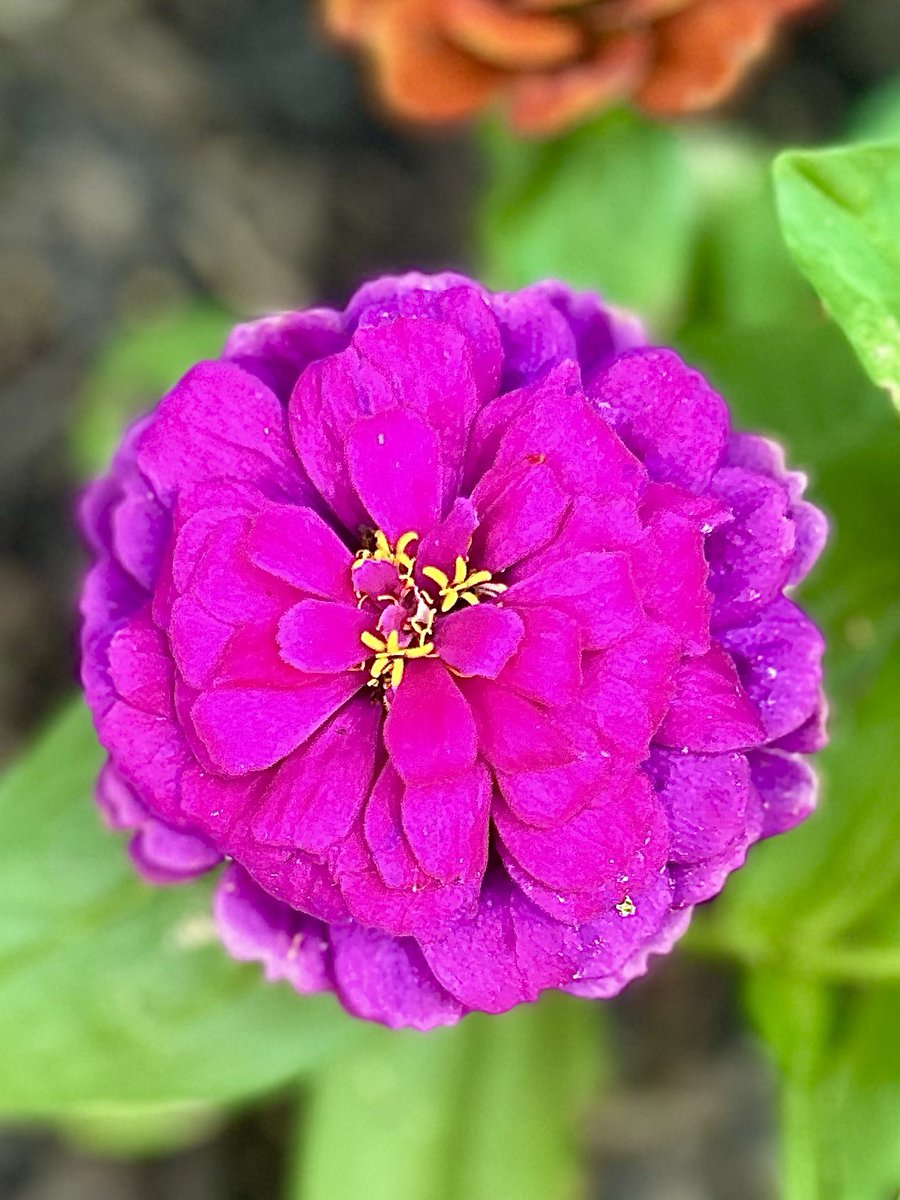 sonisfood's tweet photo. Spring wrote this moment in pink ๐ธ๐ธ
#springflowers #bloomseason https://t.co/bCOPdANs69