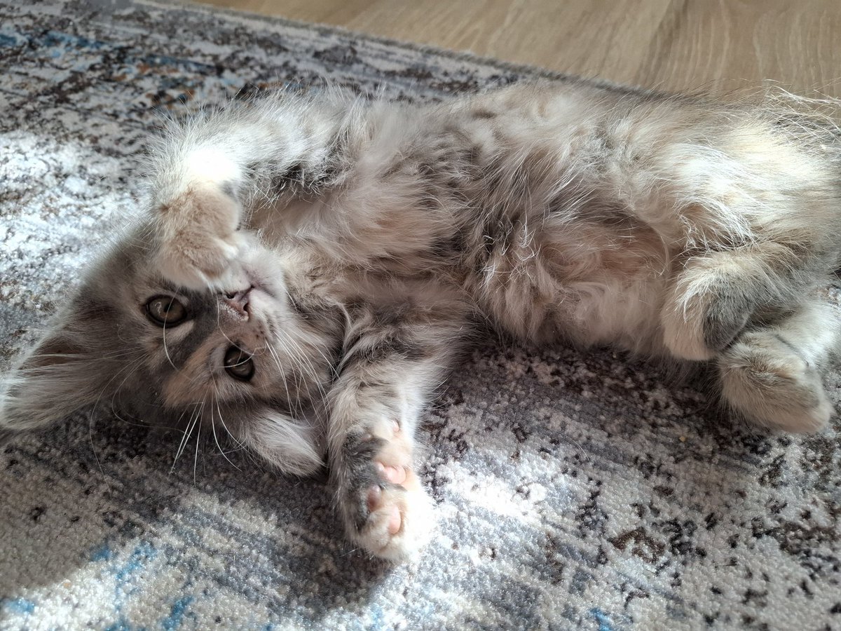 vvuller's tweet photo. кошька на солнышке https://t.co/TpTQD7M9fk