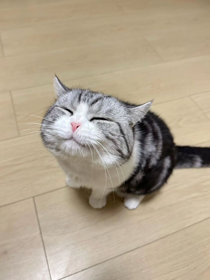 Cats all the way tweet media