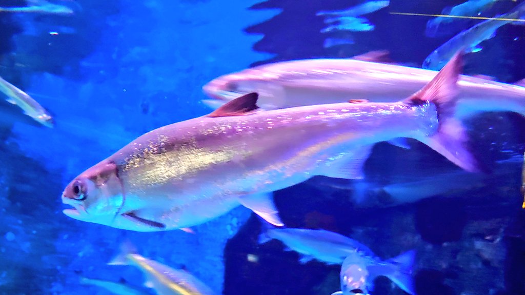 bugman360's tweet photo. 魚介の美味しい新潟の港町。水族館でも高級食材が展示されがち。 https://t.co/0303FAyHBz