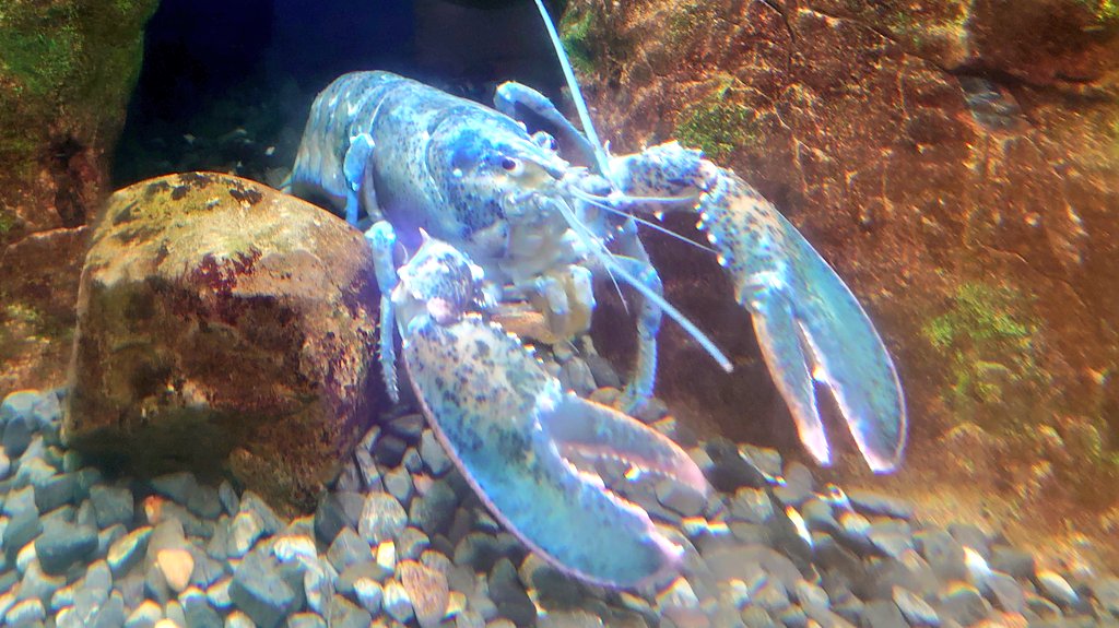 bugman360's tweet photo. 魚介の美味しい新潟の港町。水族館でも高級食材が展示されがち。 https://t.co/0303FAyHBz
