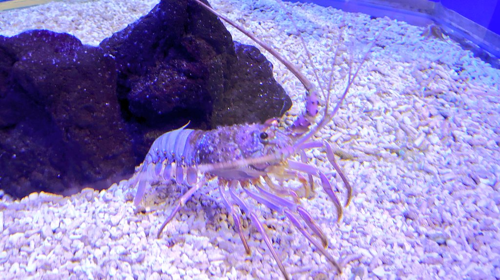 bugman360's tweet photo. 魚介の美味しい新潟の港町。水族館でも高級食材が展示されがち。 https://t.co/0303FAyHBz