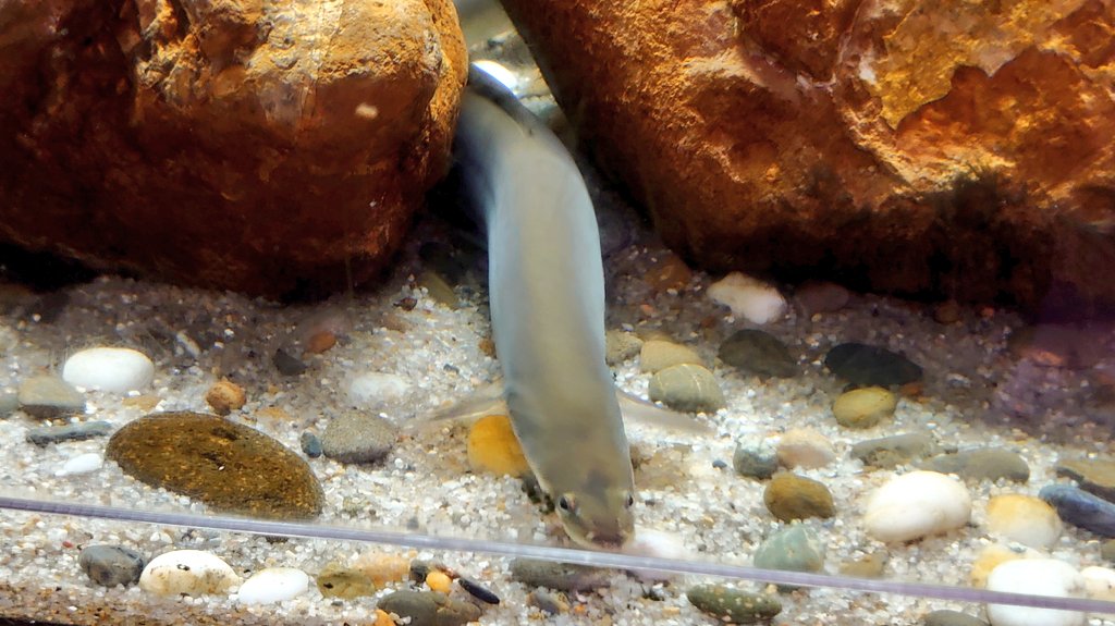 bugman360's tweet photo. 魚介の美味しい新潟の港町。水族館でも高級食材が展示されがち。 https://t.co/0303FAyHBz
