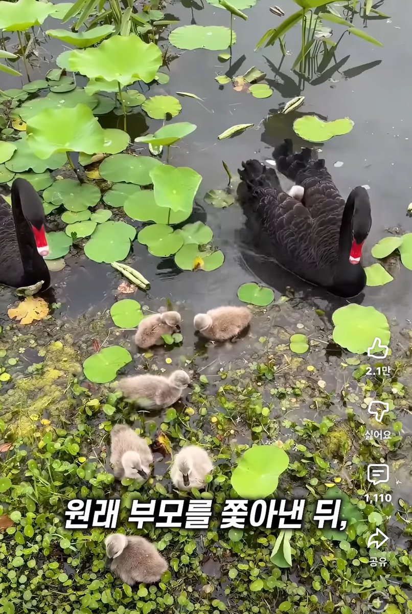 이끼🫰 tweet media