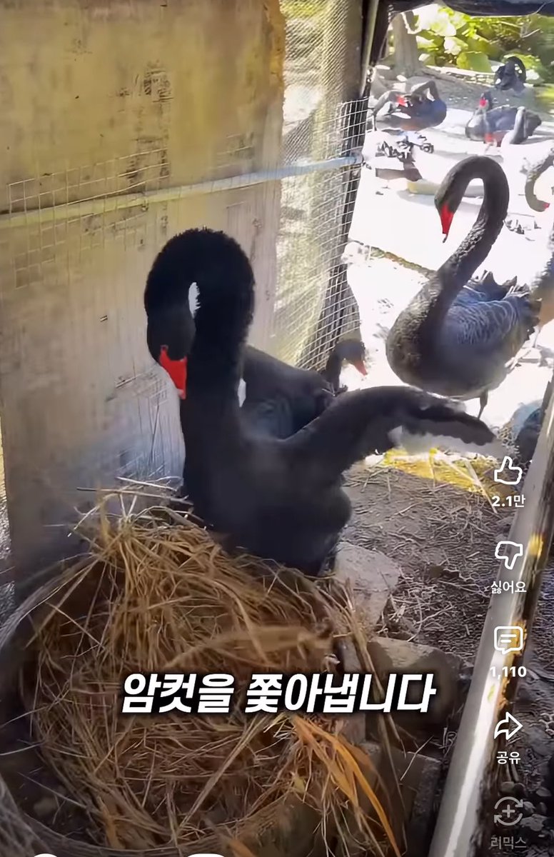 이끼🫰 tweet media