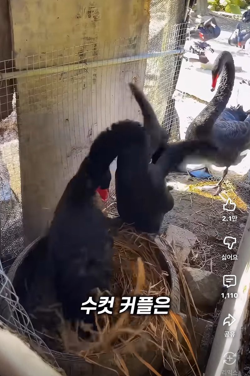 이끼🫰 tweet media