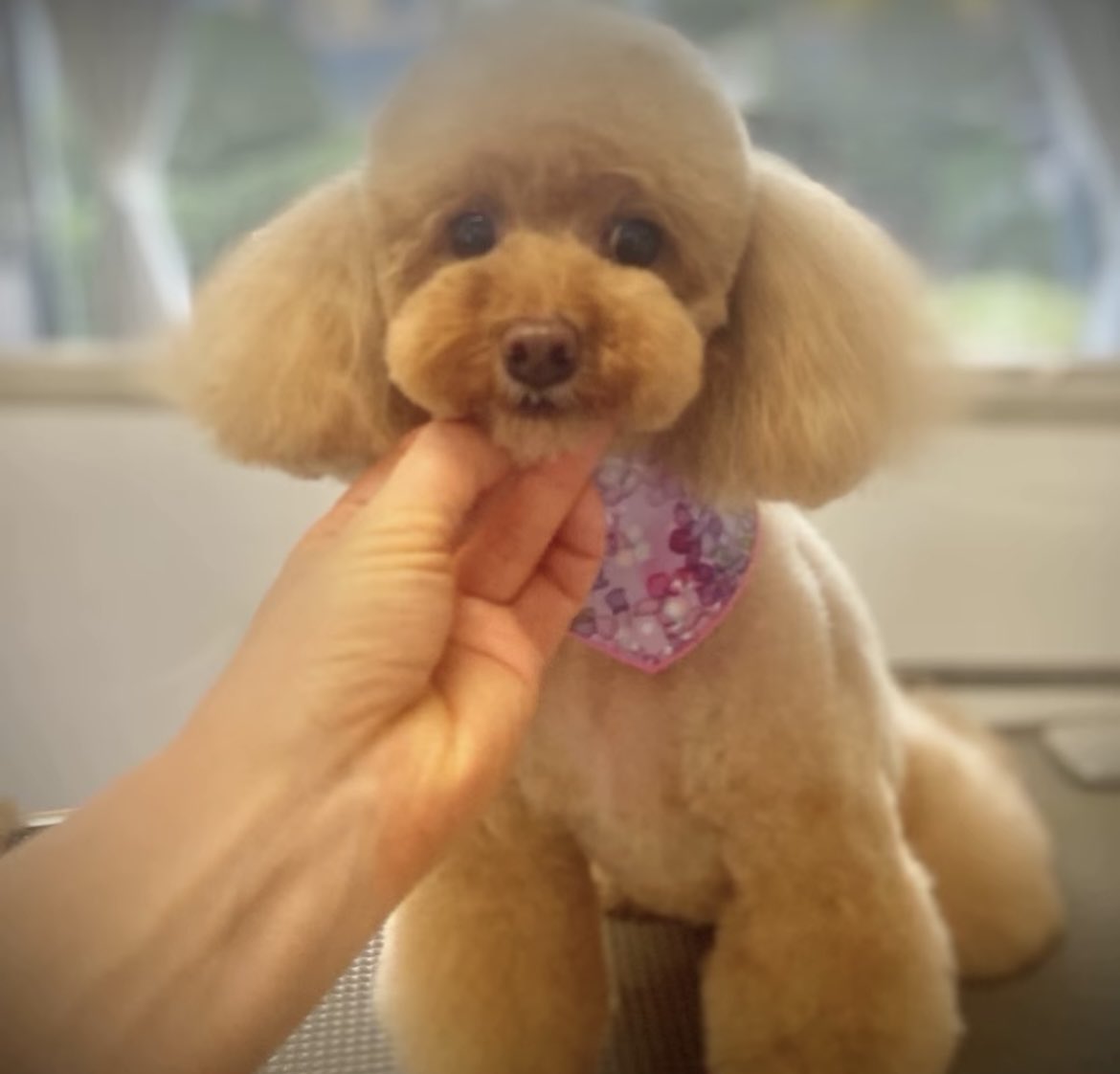 m728k320's tweet photo. モモちゃん🩷小春ちゃん🩷トリミング✂️お疲れ様でした🫠✨ https://t.co/wgRbAClY4J