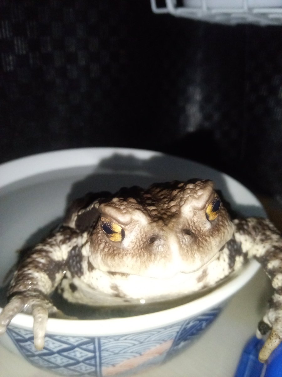 thugzigzag's tweet photo. 練り餌だけなら安くて底辺者でも飼えます(2年経過)ミミズやムカデは喰付き良いけどディビュアは腹空かして無いと食べ無いんです🤔
コオロギ🦗高いのに喰付き悪くて
涼しいから近所の公園に生き餌取りに出掛けます🫡 https://t.co/cG55oTCAMr