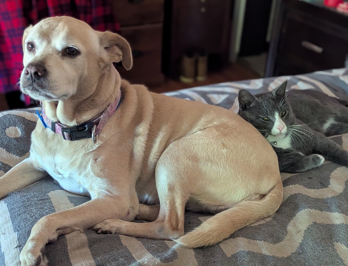 mafia_mastiff's tweet photo. Here's a timeline cleanse from our Matriarch Rescue Dog Angel and the Alpha MAGA feline Pitbull relaxing after breakfast. 😀🐈🐾🇺🇸 
#SmileMoreWorryLess https://t.co/7a7nUWTX6w