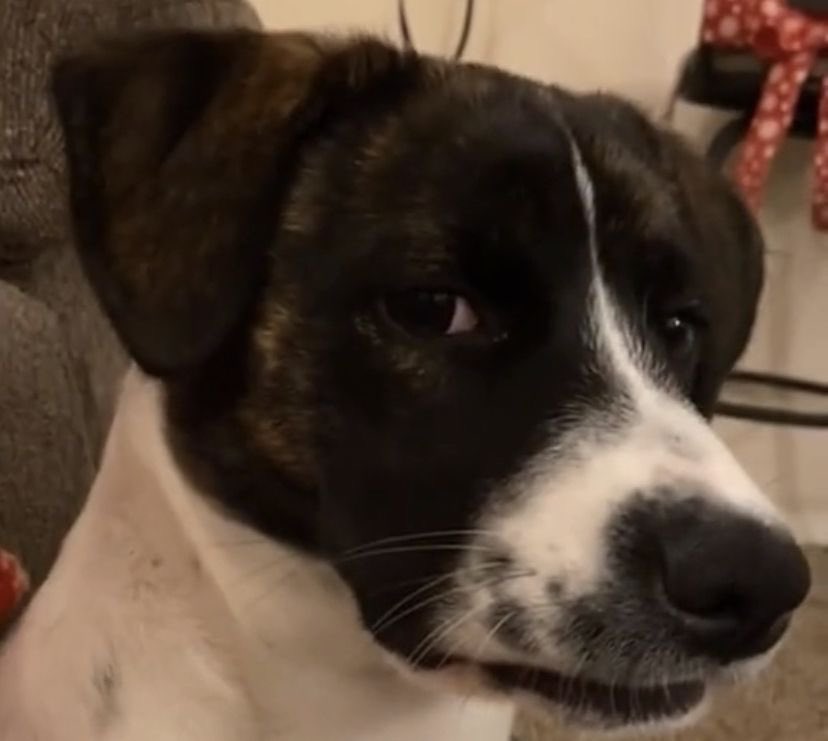 stevncw's tweet photo. day 74 of steve rogers as a dog https://t.co/oxilAB4FRd