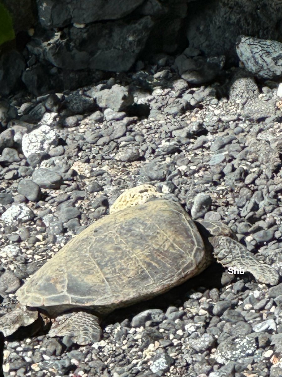 sharmihb's tweet photo. Warm Nests and Slow Extinctions

It is a Hawaiian Honu — a Green Sea Turtle basking on a beach in Maui.
The Green Sea Turtle is of Least Concern status globally but Threatened in Hawaii, by warming temperatures. 🐢🧵

 #TheEndangeredClub #Honu #ClimateChange #WorldEnvironmentDay https://t.co/MFmu6vBkdE